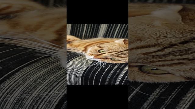 Королевишны отдыхают