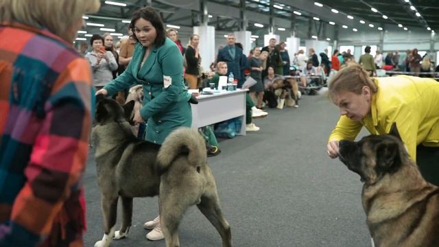 Питомник Американской Акиты - ZAASI DIAMOND. Можно спросить 89270005207, WhatsApp, Telegram, Viber смотреть онлайн