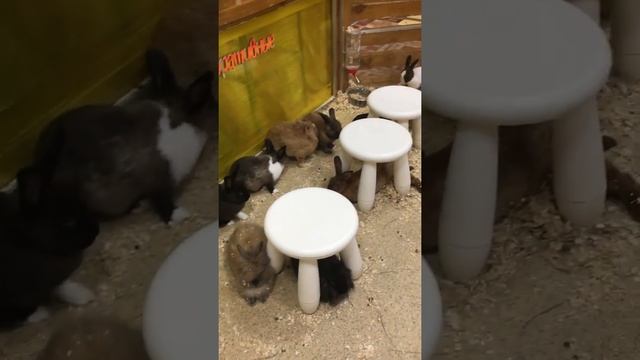 Алиса в троготельном зоопарке. Животные. Лама ест козу. Поросята. Попугаи. Хорек спит.