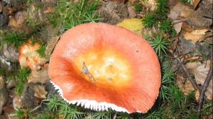 Russula aurora