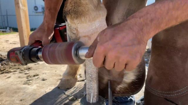 Horse Hoof Cleaning смотреть онлайн