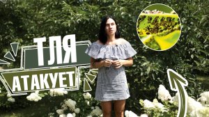 Как избавиться от тли: эффективные методы и советы