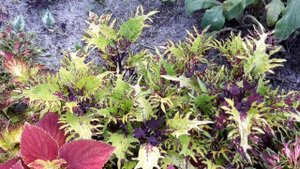 UTS "Gold Anemone" Колеус