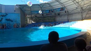 Автопутешествие в Крым. Алушта. Дельфинарий "Акварель"