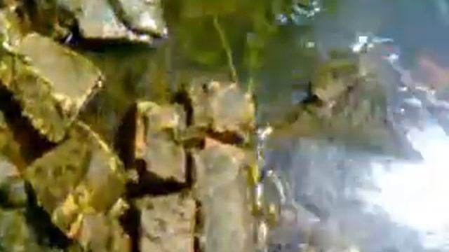 улитки Тэодоксусы-ловим без проблем. смотреть онлайн