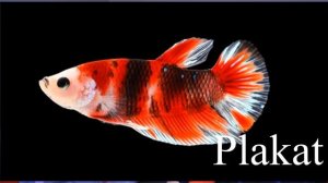 Рыбка петушок. Популярная аквариумная рыба.