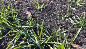 Озимая пшеница Еланчик. Состояние на 30.11.2022. Телеграмм канал: Фугустим. Подписывайся.