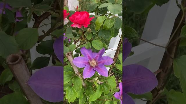 Роза и клематис. #роза #клематис смотреть онлайн