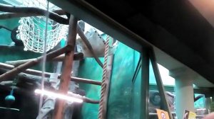 Обезьяны в Московском зоопарке восточный калабус мартышка Диана рыбки многоперый сингальский хромис