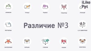 Морская свинка или хомяк: 6 различий между грызунами