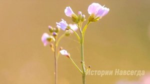 Богатый парень пригласил бедную девушку в ресторан, чтобы при всех высмеять, но официант решил…