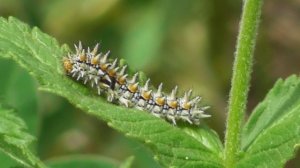 Гусеница. Шашечница дидима ( Melitaea didyma )