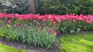 Парк цветов "Кёкенхоф" в Нидерландах / Keukenhof  ???