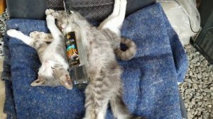 Пьяные котята)))