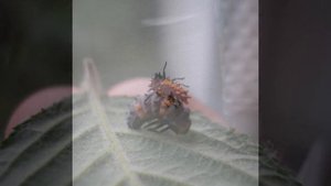 Как появляются Божьи коровки!