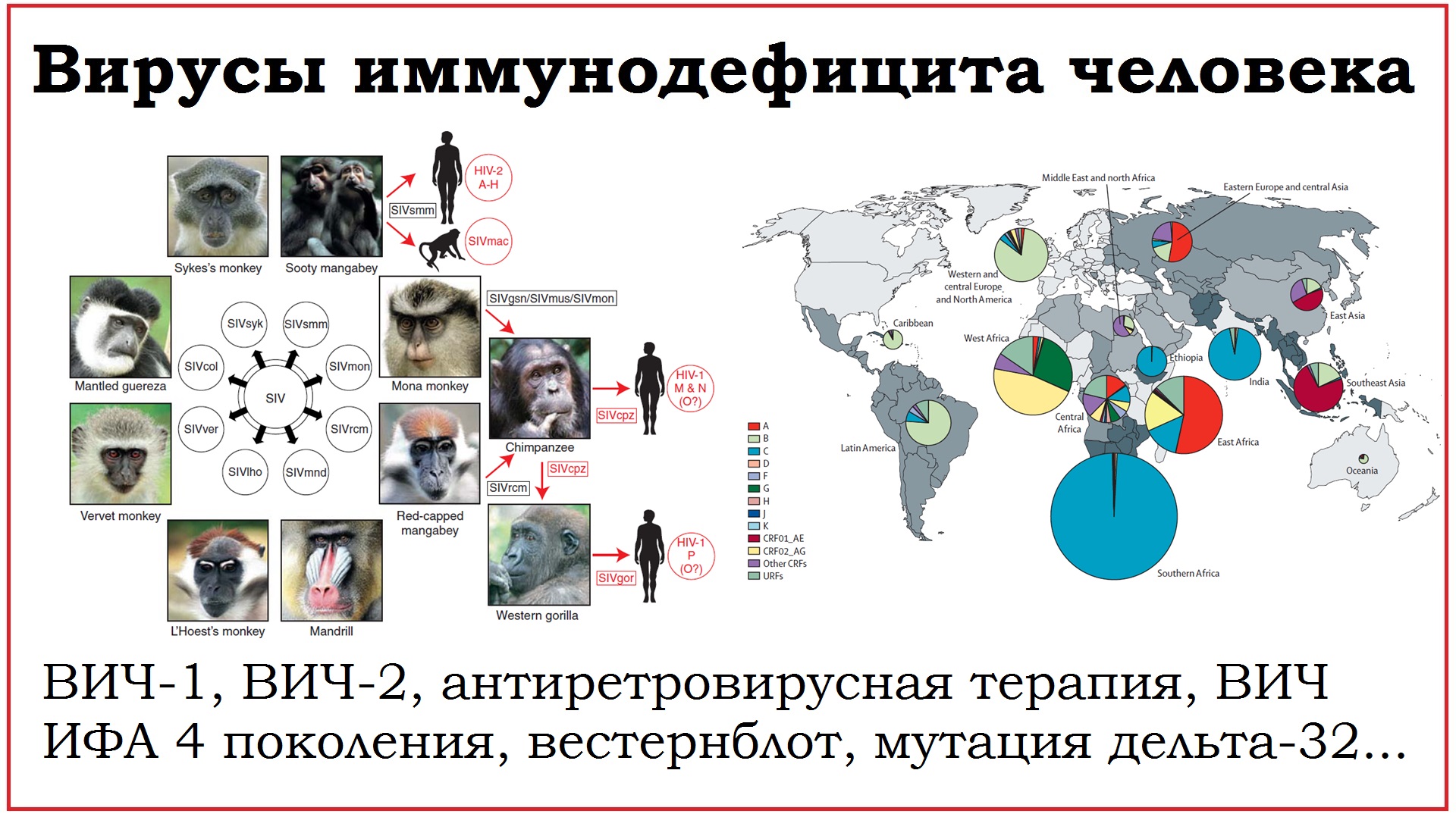 57. Вирусы иммунодефицита человека