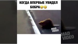 Первый раз увидел бобра, бобёр в городе