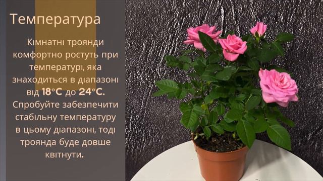 Кімнатна троянда!  🌹🪴🌺   Секрети догляду за кімнатною красунею!