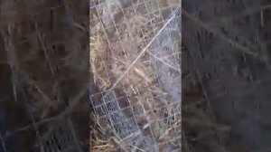 ловушка на лису своими руками