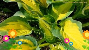 Хоста гибридная Форбидден Фруит. Краткий обзор, описание hosta hybridum Forbidden fruit