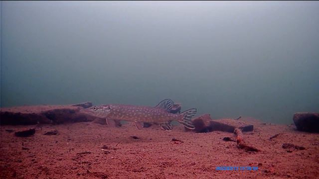щука на развалинах Дубровского водохранилища 13 02 2022 смотреть онлайн