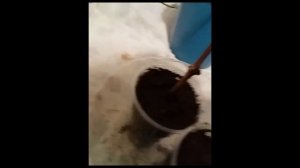 Укоренение черенков винограда. Пересадка в стаканчики. Полив черенков винограда. Марценюк Надежда