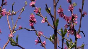 spring flowers