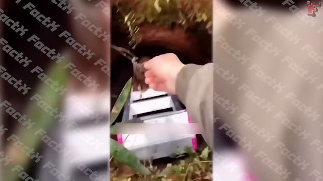 Животные Просят Помощи у Людей смотреть онлайн