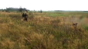 Охота на тетерева с легавой. Тетерева с картошкой. Охота на Охоту.