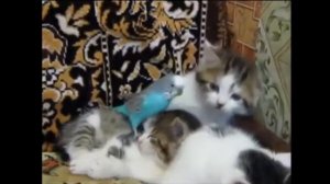 Домашние животные волнистый попугай и котята