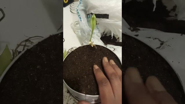 Growing a Hosta Albomarginata Indoors, Update day 40