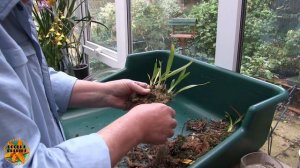 Sorting Out My Oncidium Twinkles (And Others)