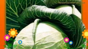 Капуста белокочанная Нозоми F1. Краткий обзор, описание характеристик brássica olerácea