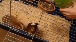 Svinki Family Blog:Зелень-трава для морских свинок