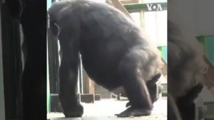 Gorilla cleans its  butt with a gorilla baby
