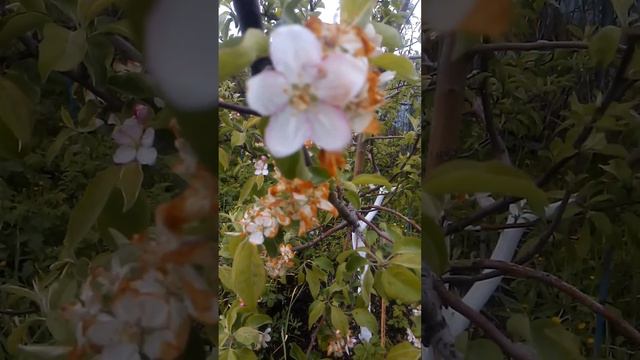 Заморозки в  Тольятти