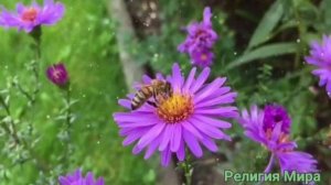 Притча! Отшельник. Христианство. Христиане. Притча. Религия Мира