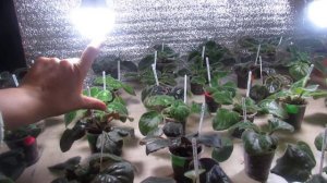 ФИАЛКА ОПУСКАЕТ ЛИСТЬЯ.