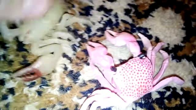 Резиновые игрушки смотреть онлайн