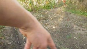 Посадка на зиму косточек подвоя алычи и семечек яблони