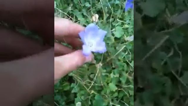 campanula carpatica смотреть онлайн