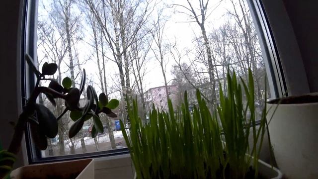 Влог. Кошачья трава- как вырастить в горшке. 1474 смотреть онлайн