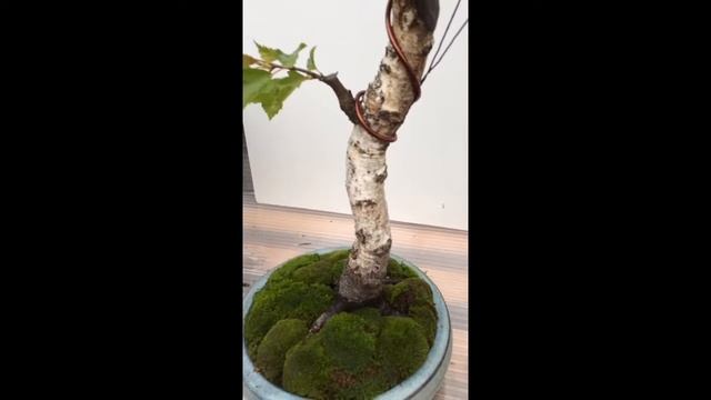 LUKOBONSAI 2017 betula pendula смотреть онлайн