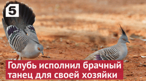 Голубь исполнил брачный танец для своей хозяйки