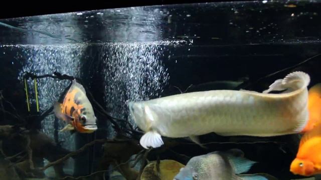 Аквариум 2300 литров: Французская кухня-питаемся лягушатами. смотреть онлайн