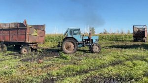 Советский колесный трактор Т-150 вытаскивает МТЗ из грязи на уборке силоса