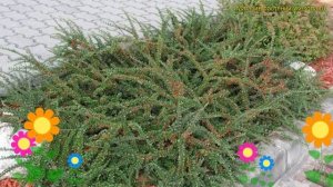 Кизильник даммера Эйхольц. Краткий обзор, описание характеристик cotoneaster dammeri Eichholz