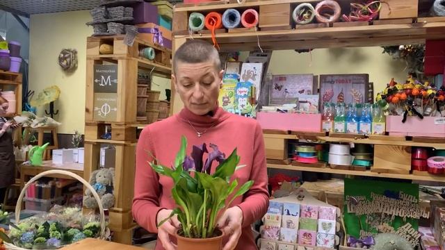 Калла Пако - миниатюрная калла |  Фиолетовое чудо | Как ухаживать за каллой