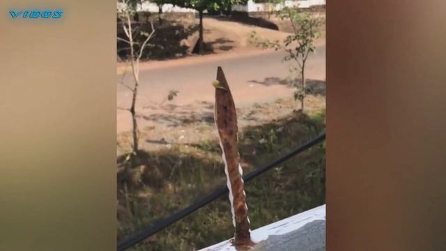 8 Существ Которые Выглядят как Люди смотреть онлайн