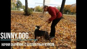 Можно ли  кормить собак только мясом?